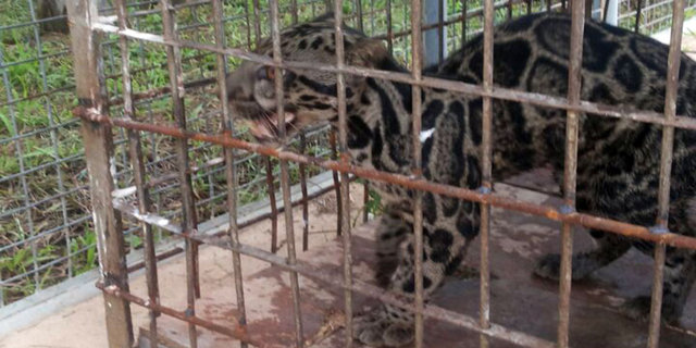 Macan Dahan tewas usai tak makan berhari-hari