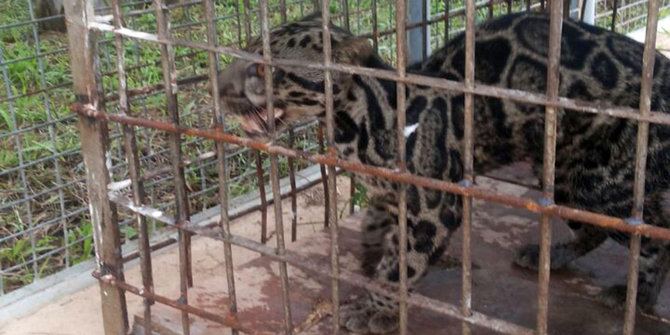 Unduh 630 Koleksi Gambar Harimau Dahan Paling Bagus 