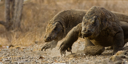 Tak hati-hati saat memotret, turis Singapura digigit Komodo di NTT