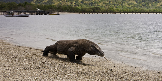 Kronologis turis Singapura digigit Komodo di NTT saat memotret