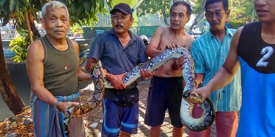 Ular Piton 4 meter di sungai Pucang dijerat warga dengan benang