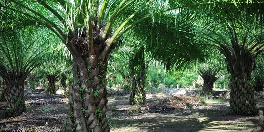 Bakrie Plantation catatkan penjualan Rp 1,57 triliun di 2016