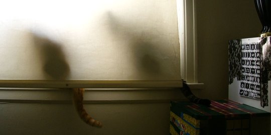 Mengenal 'Acoustic Kitty', kucing yang berjasa jadi mata-mata AS!