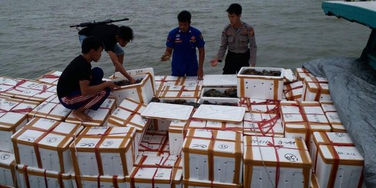 2.000 Kepiting bertelur di Samboja Kukar gagal diselundupkan
