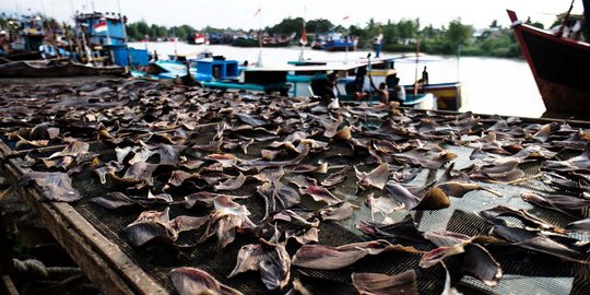 Menteri Susi minta nelayan tinggalkan rezim eksploitasi