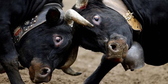 Mengerikannya sapi-sapi saat bertarung di ajang Battle of the Queen