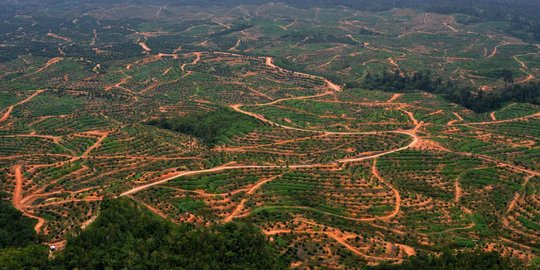 Jokowi beri izin rakyat kecil kelola hutan