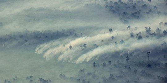 Kebakaran 2015, 736 ribu hektar hutan di Sumsel dinyatakan rusak