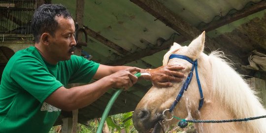 Luna, si kuda pacu kini jadi perpus bergerak di lereng Gunung Slamet