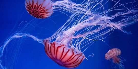 turritopsis dohrnii
