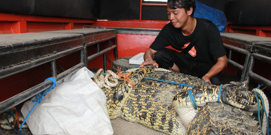 Tak kunjung direlokasi, buaya di Kutai Timur diduga dimakan warga