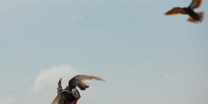 Sambut Harkitnas, Pemprov DKI siapkan 490 pasang burung merpati