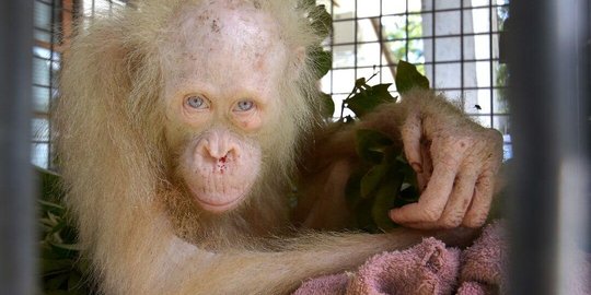 2 Pekan dirawat, berat Orangutan albino langka naik jadi 12,7 kg