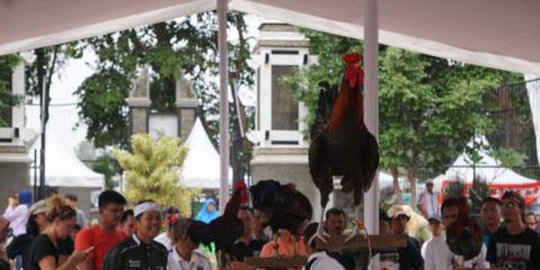 Kocaknya kontes ayam ketawa, ada kategori slow, disko dan dangdut