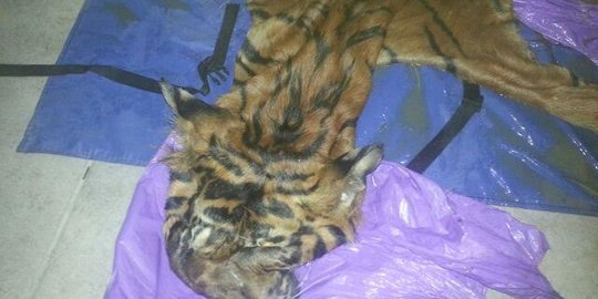 Dua pria diciduk jual kulit harimau Sumatera & bawa tulang belulang