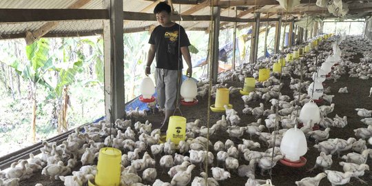 Charoen Pokphand bagi bagi kandang ayam ke 4 universitas