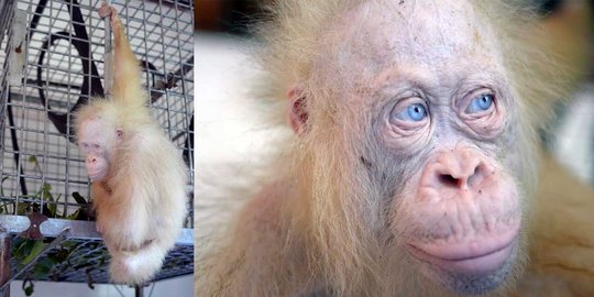 Orangutan Albino dari Kalimantan Tengah diberi nama Alba