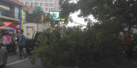 Pohon tumbang di Jalan Raya Margonda Depok, lalu lintas tersendat