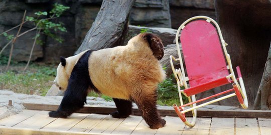 Kasihan, panda ini terjungkal saat asyik santai di kursi goyang