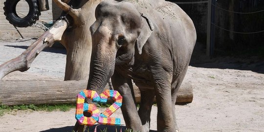Gajah tertua di Jerman rayakan ulang tahun ke-62