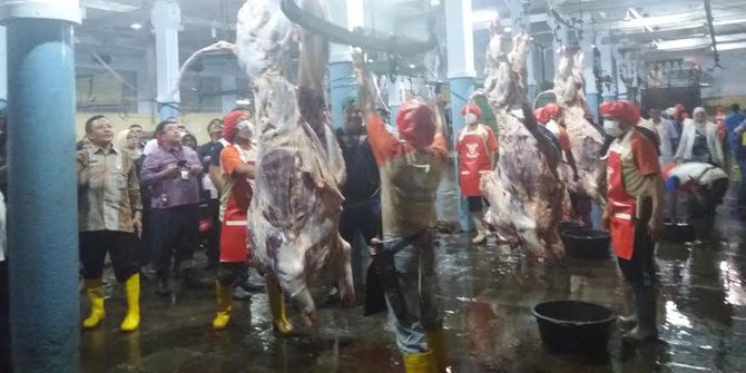 Cek stok sapi potong  KPPU sidak rumah  potong  hewan  