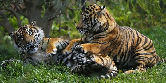 Butuh perhatian, Harimau Sumatera terancam punah
