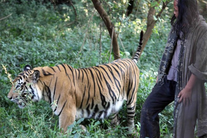 sholeh pemuda hidup dengan seekor harimau benggala