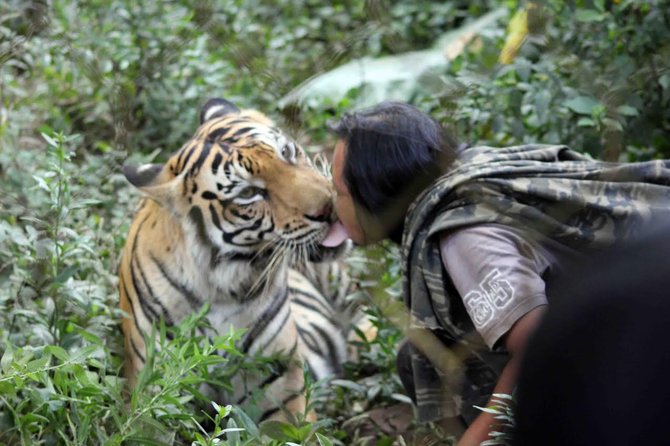 sholeh pemuda hidup dengan seekor harimau benggala