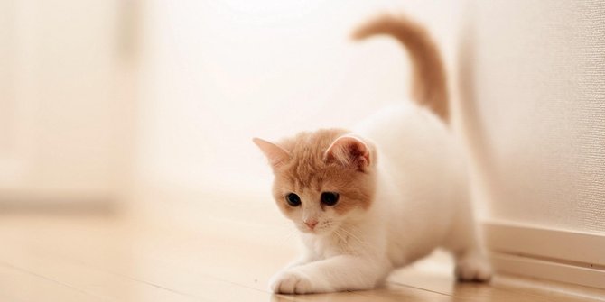 7 Penjelasan sains tentang perilaku misterius kucing rumahan ...