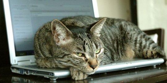 menyukai komputer atau laptop