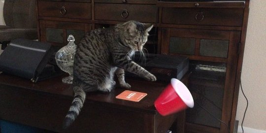 suka menjatuhkan barang dari atas meja