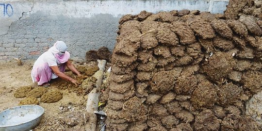 Kotoran sapi & kerbau bantu pemerintah hemat Rp 64 T per tahun