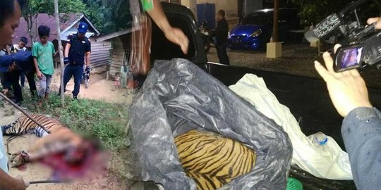 Kejar bebek di kampung, harimau tewas ditombak warga