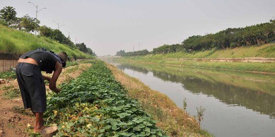 Menanam rezeki di pinggir Kanal Banjir Timur