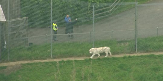 Petugas kebun binatang Inggris diterkam harimau di dalam kandang