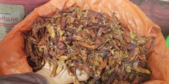 Masyarakat kecanduan cabai impor