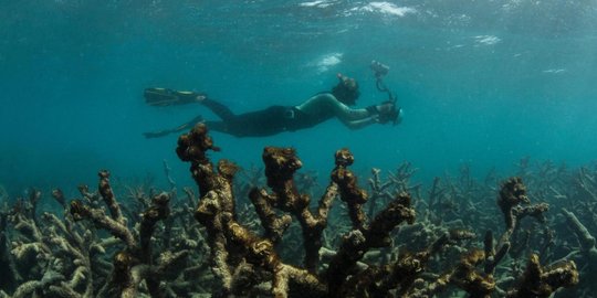 Pakar sebut Great Barrier Reef mustahil diselamatkan seluruhnya