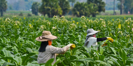 Pemerintah diminta terapkan bea masuk tinggi untuk lindungi petani