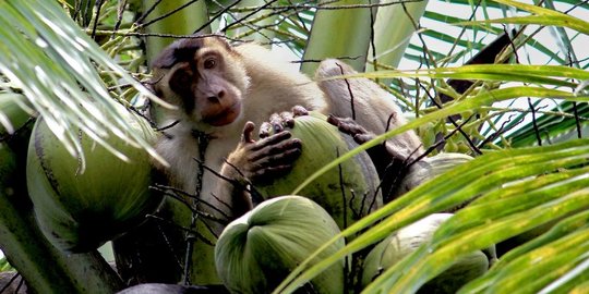 Kisah primata pemetik kelapa di Padang Pariaman