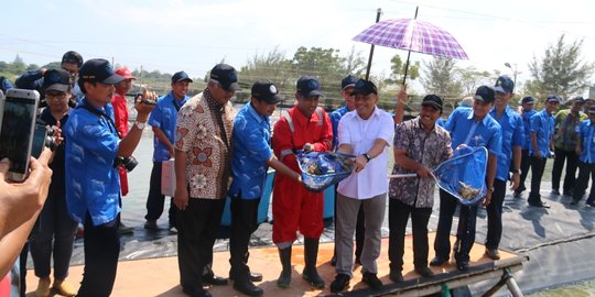 KKP berhasil kembangkan kandidat baru udang putih asli Indonesia