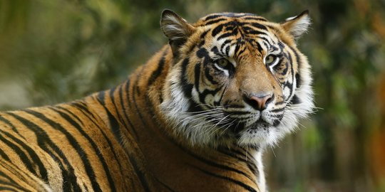 Usai pembunuhan harimau, warga takut dengar auman dari atas bukit