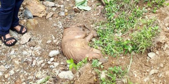 Janin gajah jantan ditemukan di kebun warga Pidie Aceh