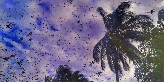 Serangan ribuan belalang di NTT disebabkan jumlah predator berkurang