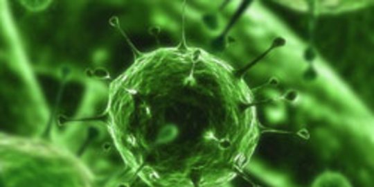human papilloma virus rev1