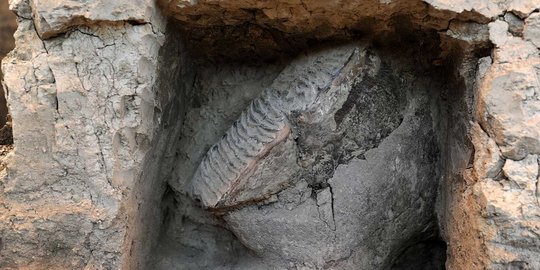 Gali sumur, petani Grobogan temukan fosil gajah purba 700.000 tahun