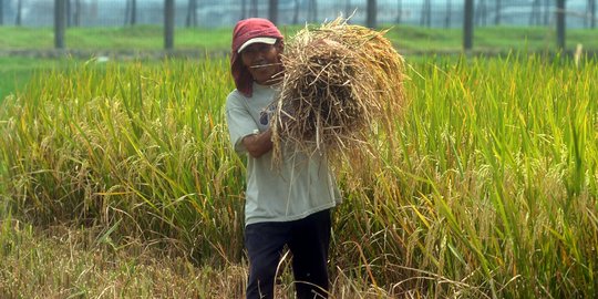 Mei 2017, upah buruh tani naik 0,29 persen