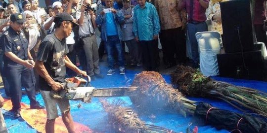 Bea Cukai musnahkan 80 pohon dan 1.231 bibit kurma di Belawan