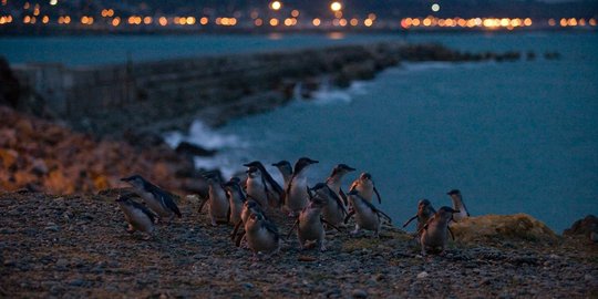 Melihat lucunya aktivitas koloni penguin biru di Oamaru