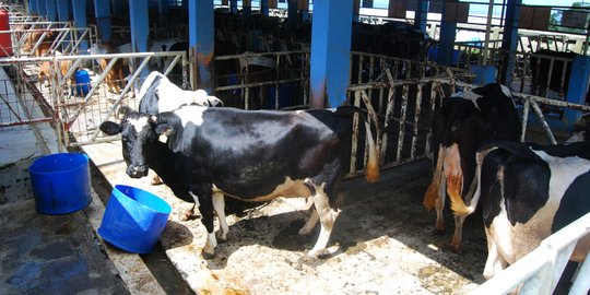 Tingkatkan produksi daging, Kementan kembangkan 1.000 Sapi Belgia