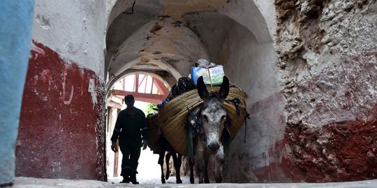 Kisah keledai pengangkut sampah di Kasbah